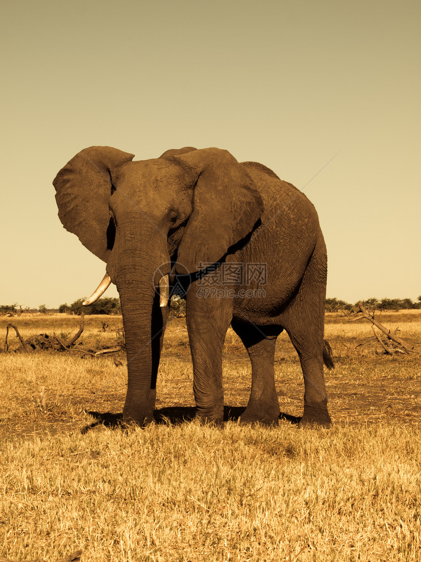 大象野生动物动物力量环境男性危险耳朵皮肤晴天公园图片