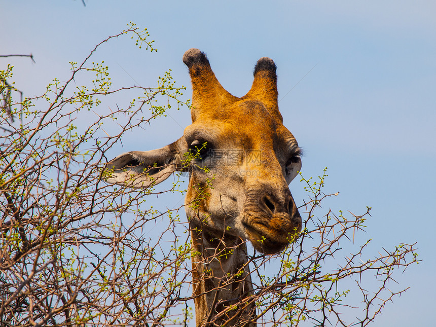 吃长颈鹿肖像食草游戏国家野生动物乐趣公园荒野动物哺乳动物脖子图片