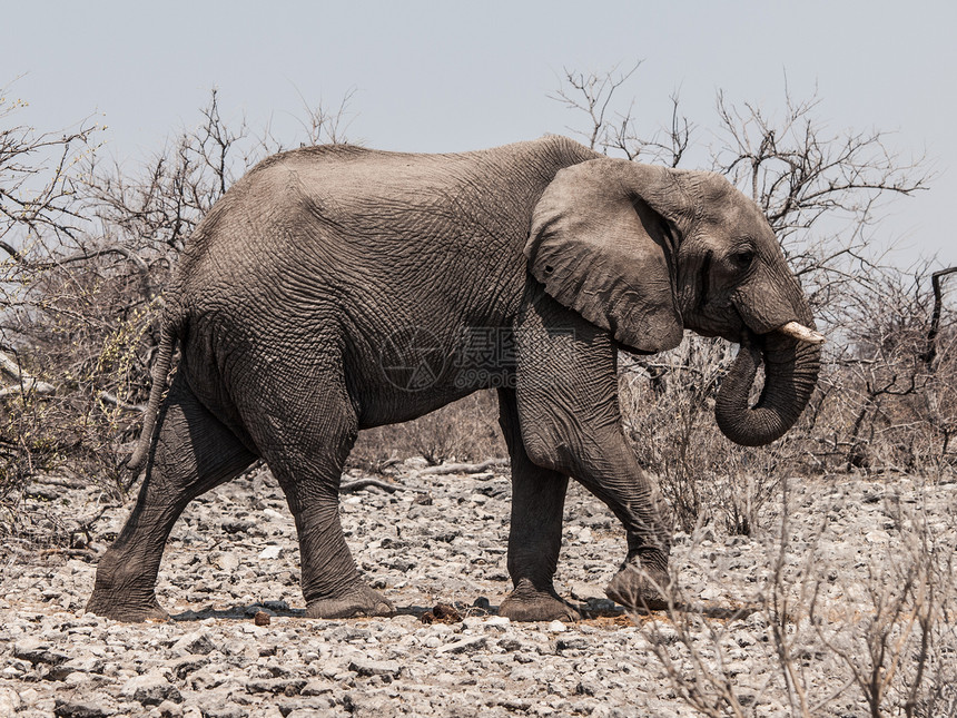 非洲大象洛克森特身体耳朵运动野生动物季节树干大草原游戏食草旅行图片