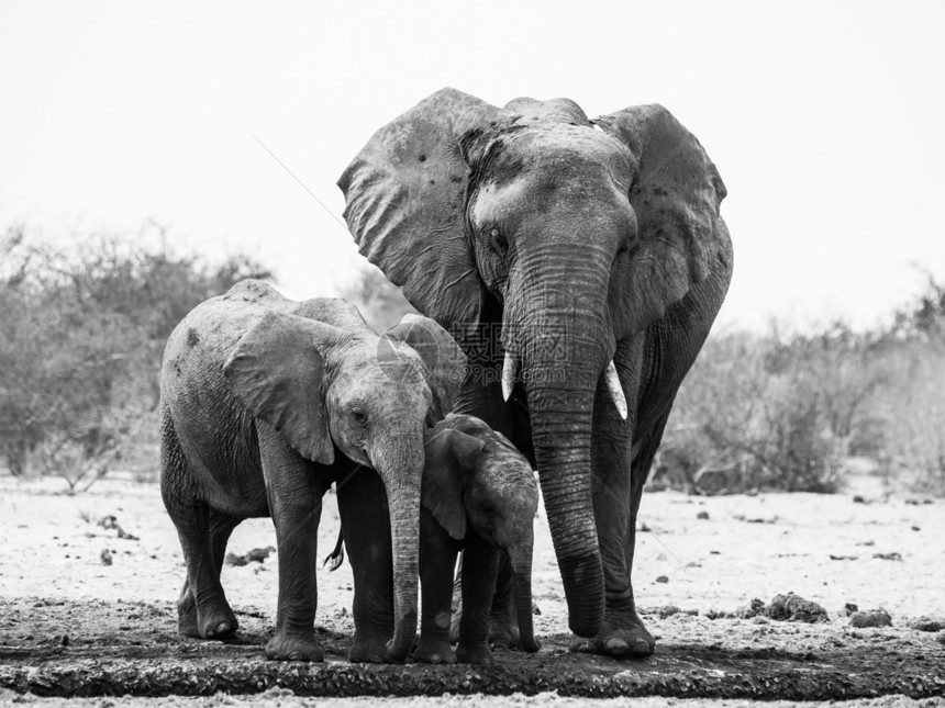 在黑白的大象家庭图片