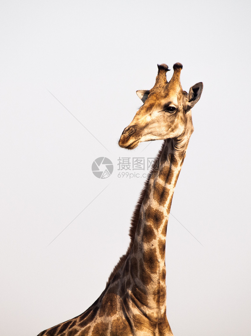 Giraffe 画像野生动物国家公园动物荒野哺乳动物乐趣脖子食草鼻子图片