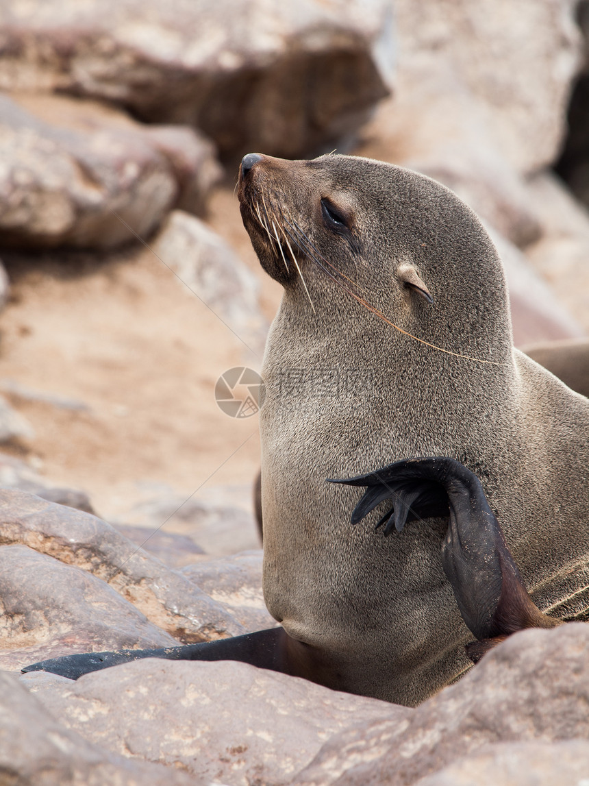棕褐色海豹弧脑膜狮子尾巴哺乳动物海滩毛皮海洋动物群支撑生活眼睛图片