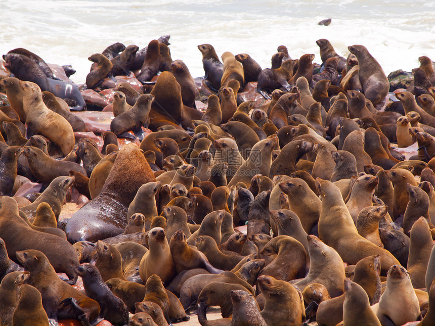 棕发海豹聚居区海滩荒野石头动物群哺乳动物海岸殖民地岩石海豹毛皮图片
