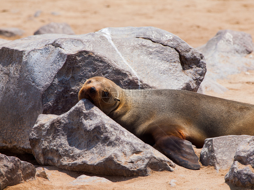 棕褐色海豹弧脑膜荒野动物尾巴海洋海岸生活生态石头眼睛哺乳动物图片
