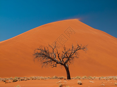 苏丝斯黎纳米德沙漠第45号迪内45号丘陵前的阿卡西亚树纳米布沙丘荒野公园干旱太阳风景爬坡日落沙漠背景