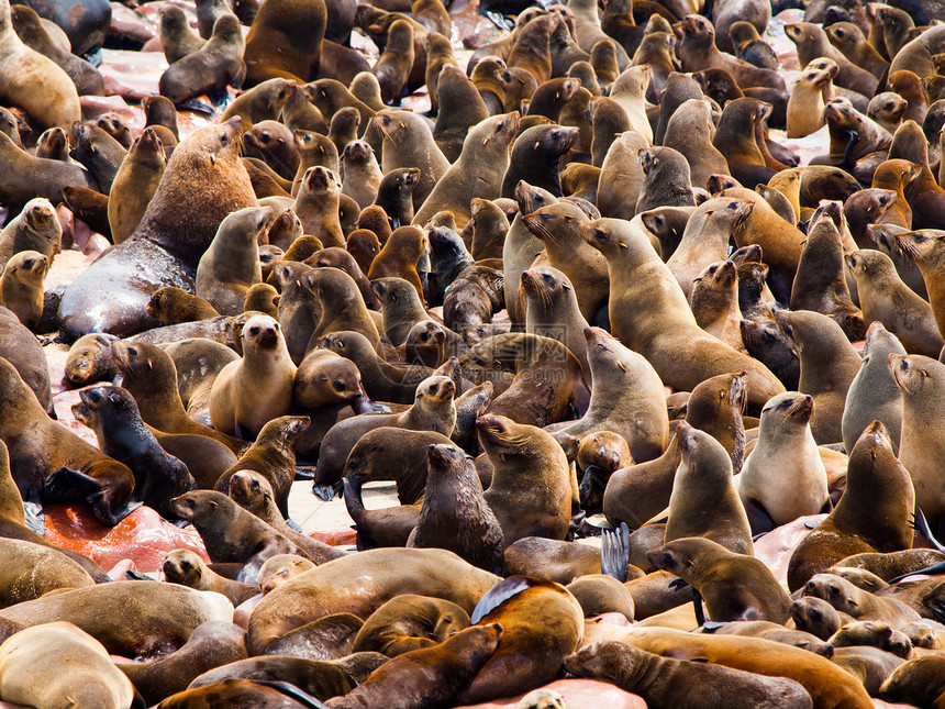 棕发海豹聚居区生态尾巴海岸海豹狮子眼睛哺乳动物动物海滩生活图片