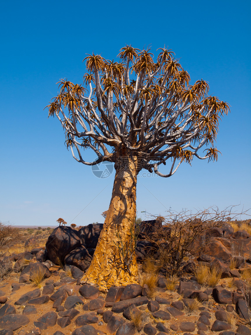 Kokerboom 森林中的Aloequiver树荒野环境森林旅行花岗岩公园纳米布植物干旱生态图片