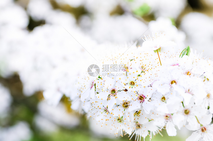 春树花的紧密细节图片