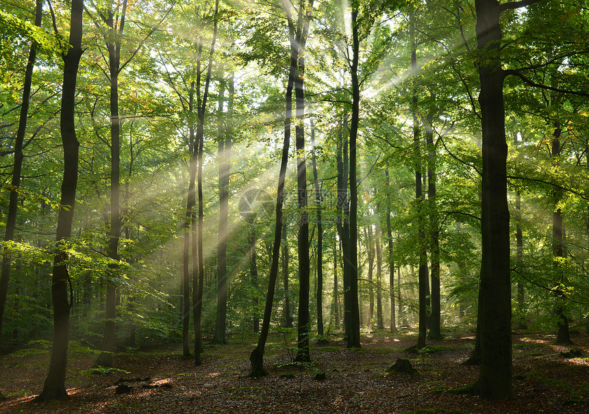 秋季森林公园风景日落踪迹国家太阳远足横梁日光阳光图片