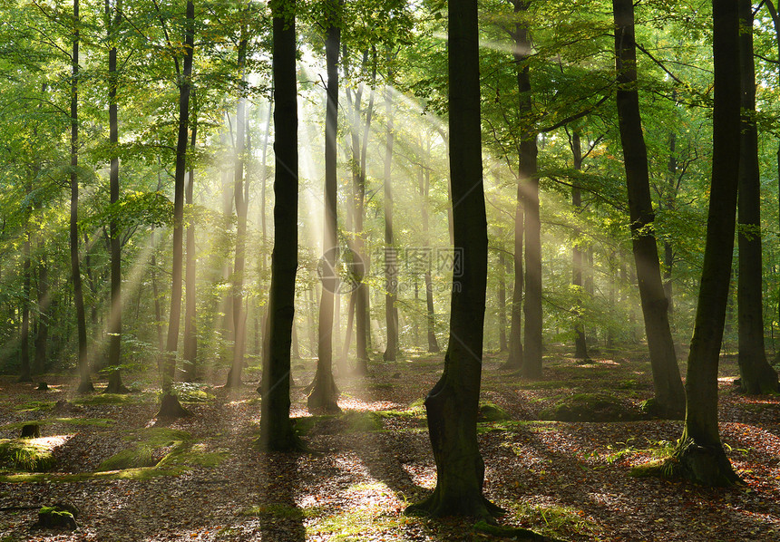 秋季森林荒野环境晴天土地林地射线远足生态阳光冒险图片
