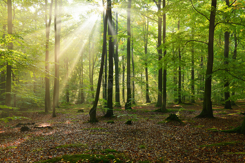 森林太阳生态冒险荒野日光农村阳光松树日落苔藓图片