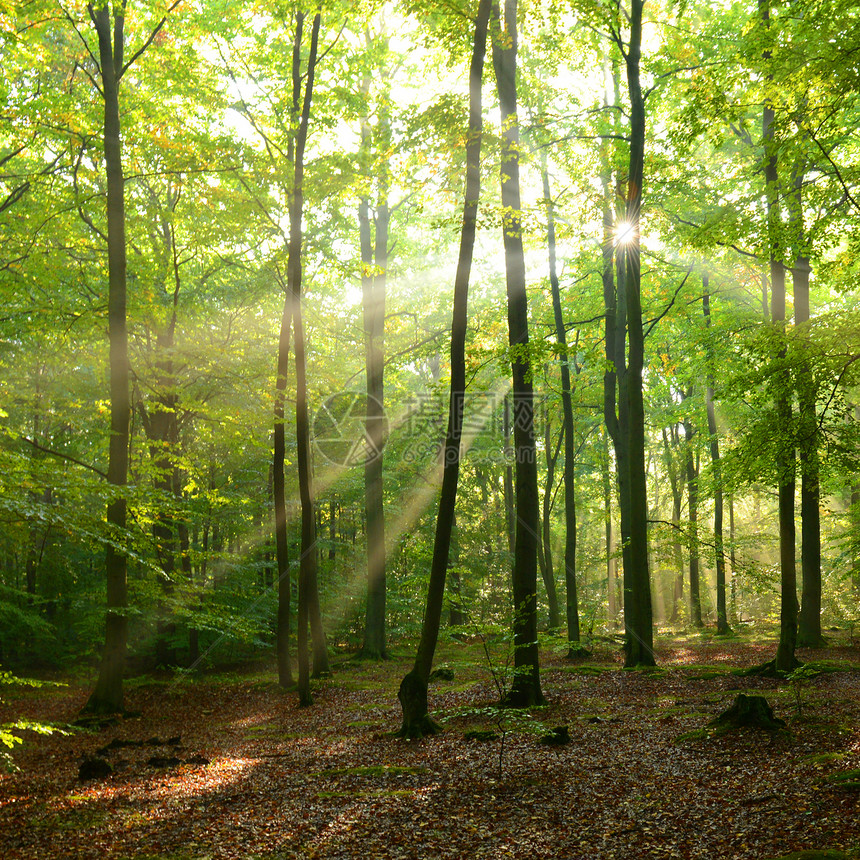 森林公园季节环境太阳射线薄雾场景木头叶子风景图片