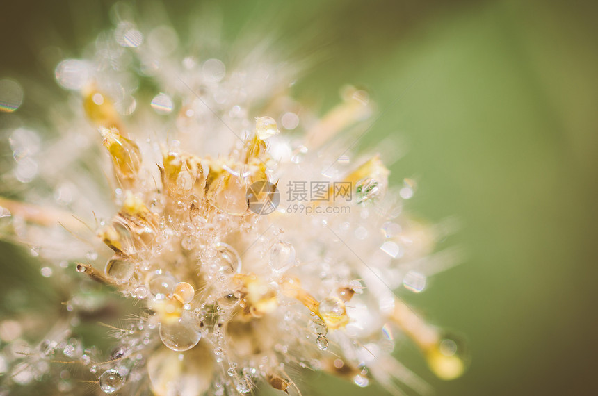 鲜花工厂花园生长生活植物群环境草地植物杂草宏观图片