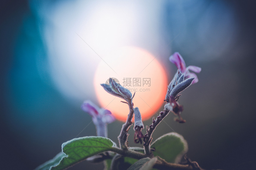 鲜花工厂花园杂草植物群生活植物宏观环境草地生长图片