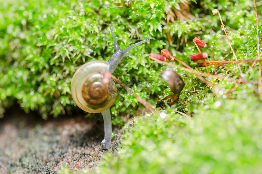 刺目树和苔花园叶子热带棕色野生动物宏观螺旋环境植物蜗牛图片
