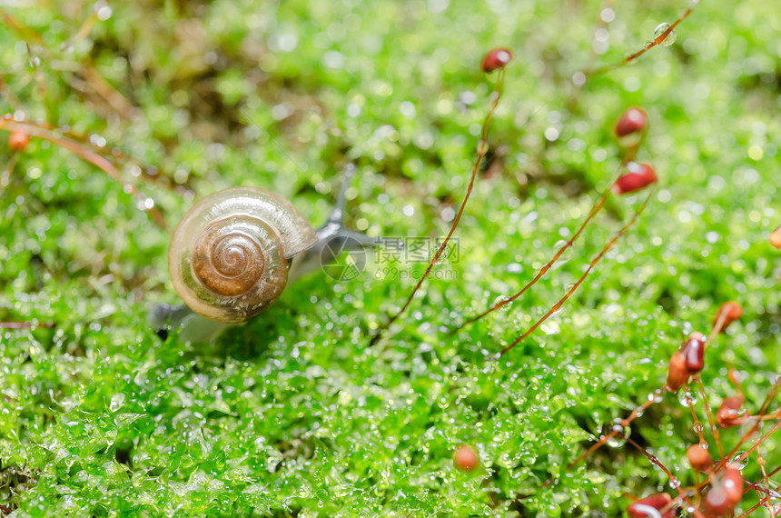 刺目树和苔环境蜗牛花园宏观热带叶子植物螺旋野生动物棕色图片
