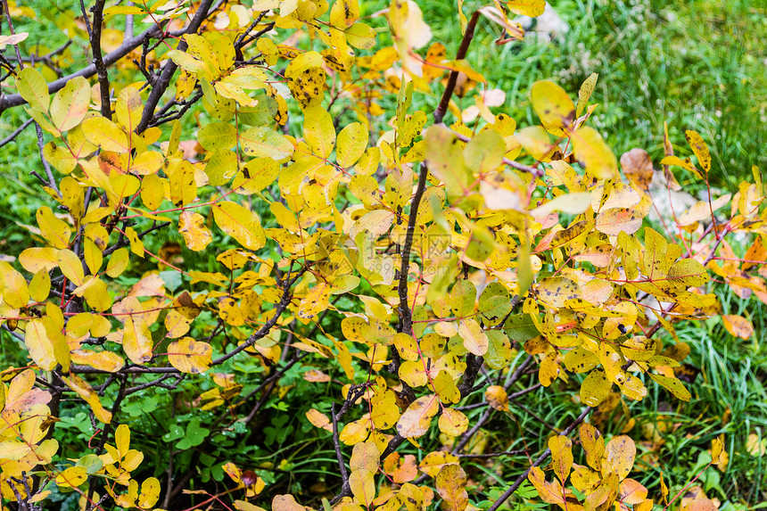 场地场景树叶森林风景叶子植物学美化季节树木图片