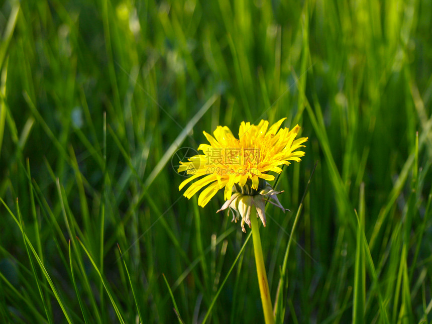 黄色花层场地宏观植物群场景花瓣植物草地季节草本植物图片