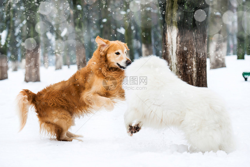 红色和白色哈士奇荒野小狗动物朋友宠物猎犬犬类毛皮图片