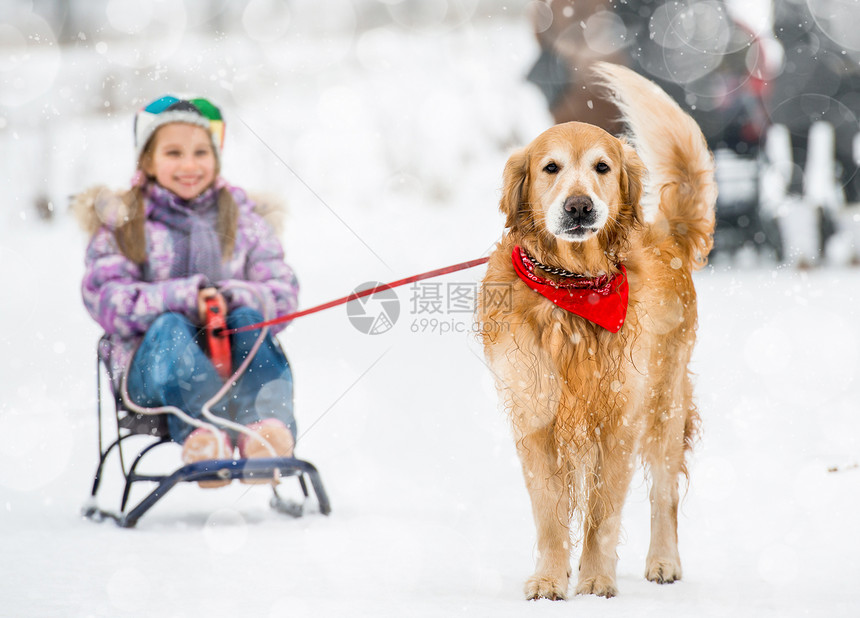 带雪橇和狗的小女孩快乐猎犬童年毛皮女孩乐趣孩子家庭帽子女性图片