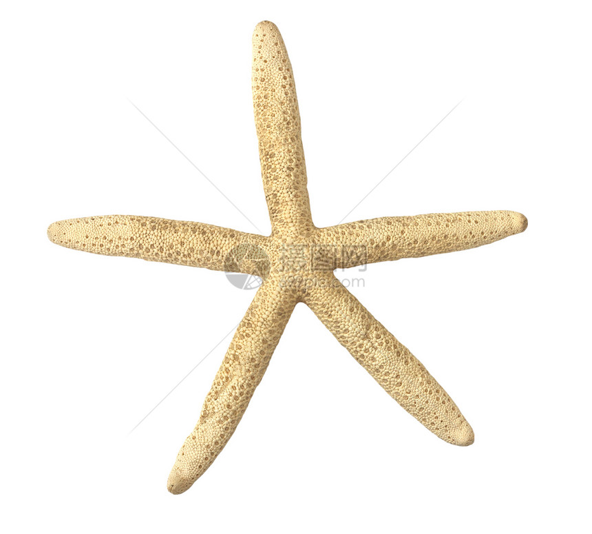 白上海星海星甲壳生活生物学假期热带潜水动物星星水族馆图片