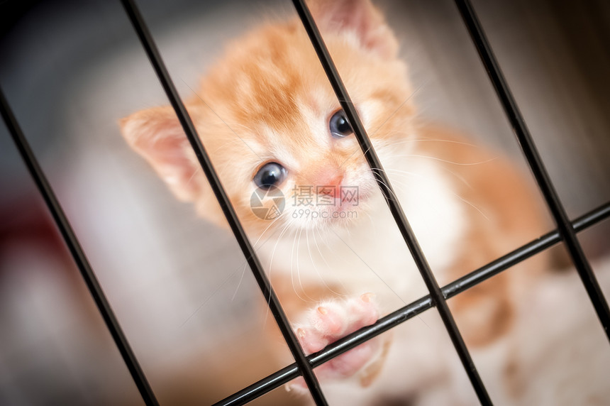 关在牢里酒吧囚犯宠物哺乳动物监狱猫科胡须小猫笼子动物图片
