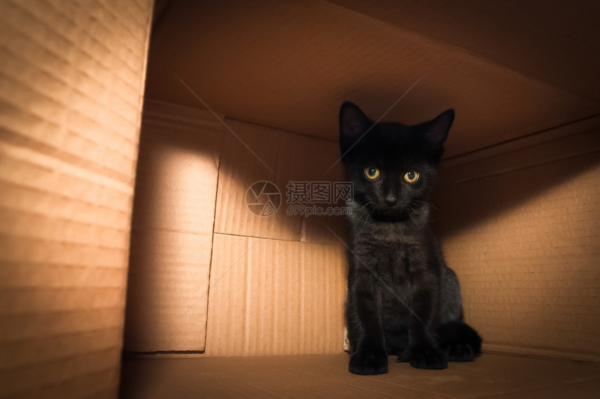 盒子里的小猫纸盒乐趣宠物孤独猫咪隐藏卡片安全猫科动物图片