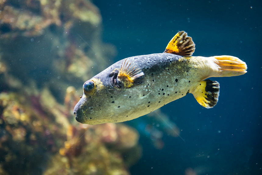 在莫斯科海洋馆的热带鱼类游泳动物气候红色水族馆收藏宠物植物殖民地野生动物图片