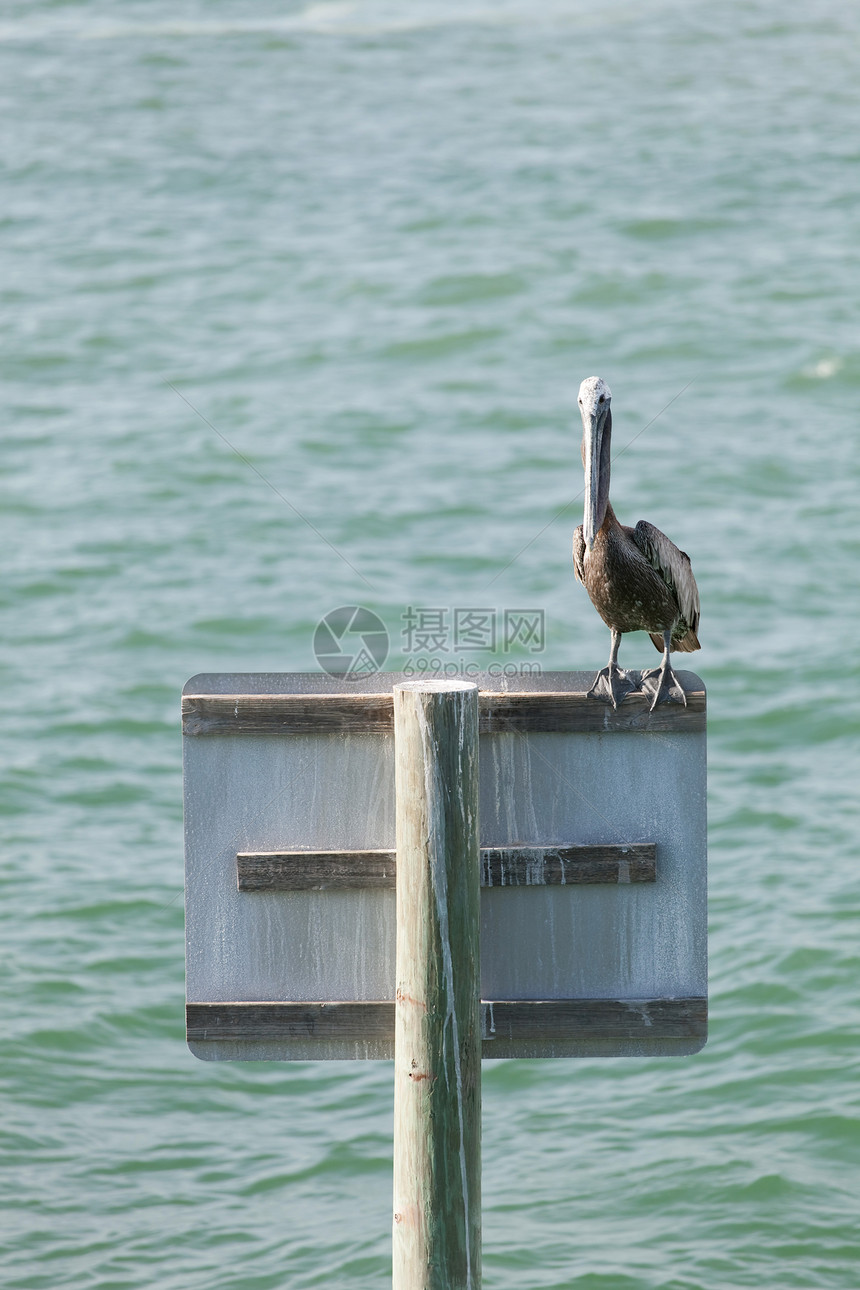 佛罗里达清水眼睛野生动物海洋热带码头假期荒野翅膀动物图片