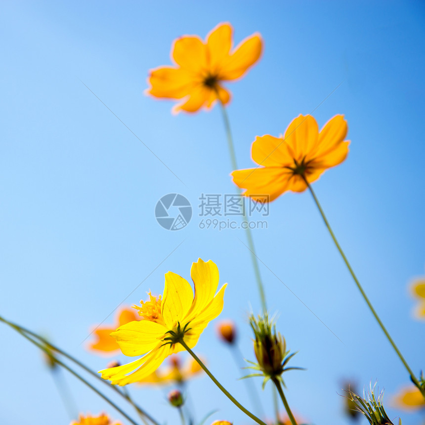 宇宙花朵和蓝天空场地花粉农村花瓣晴天植物蓝色花园庆典环境图片