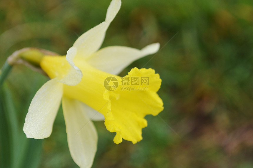 多佛迪尔植物群季节性宏观季节花朵灯泡植物学植物双色园林图片