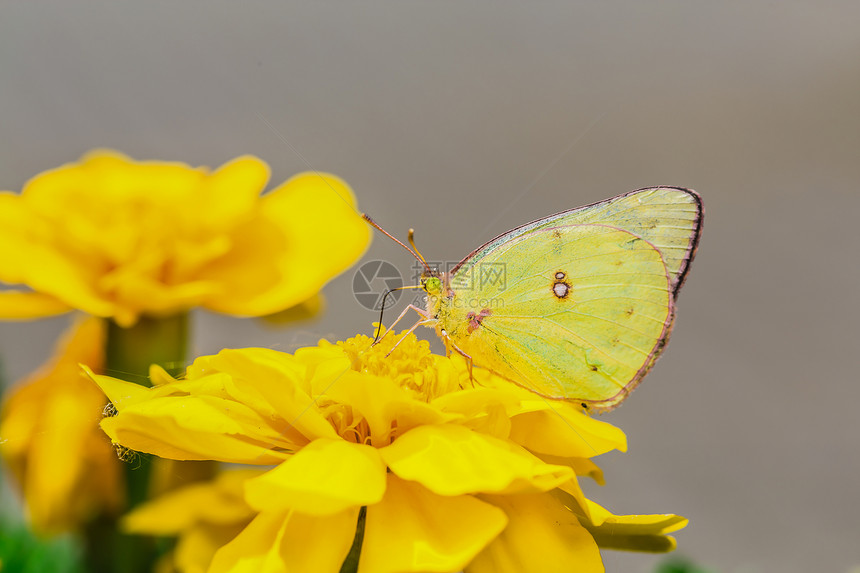 花朵上美丽的蝴蝶脆弱性底面飞行晴天动物群季节移民辉煌花蜜昆虫图片