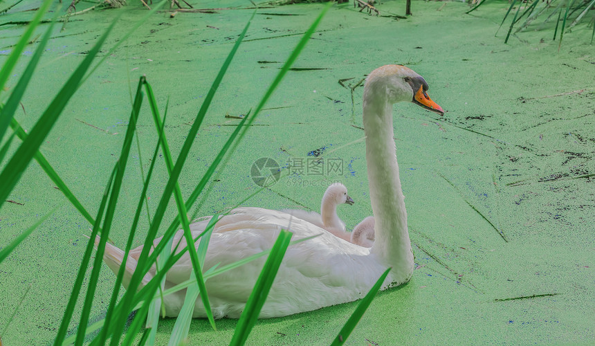 湖中美丽的白天鹅后代晴天鸭子婴儿天鹅水禽池塘青年游泳野生动物图片