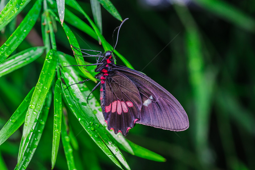 花朵上美丽的蝴蝶翅膀昆虫花园移民花蜜飞行底面自由脆弱性季节图片