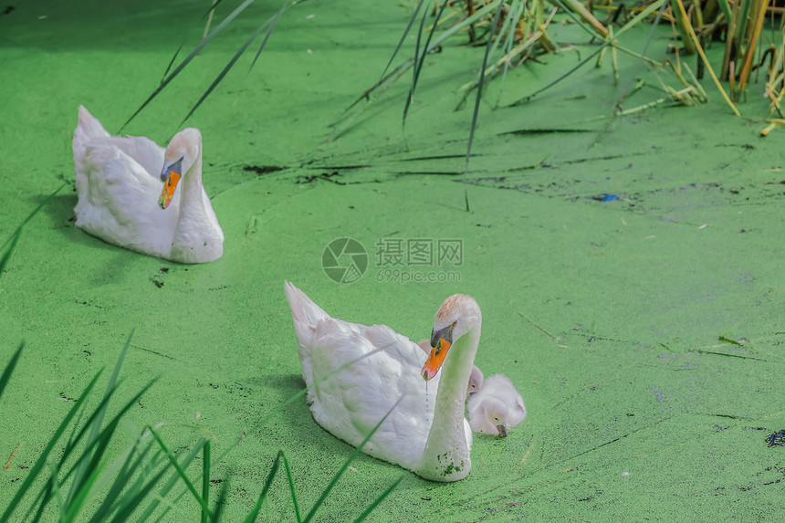 湖中美丽的白天鹅天鹅野生动物反射水禽嘎嘎游泳母亲后代幼兽晴天图片