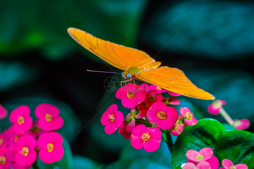花朵上美丽的蝴蝶晴天翅膀移民脆弱性季节底面辉煌自由飞行花园图片