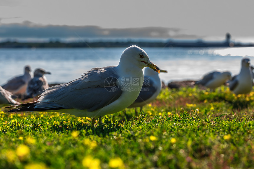 许多美丽的海鸥亮度观鸟石头栖息地岩石天气羽毛生活叶子苔藓图片