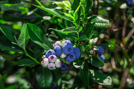 很多很多蓝莓辉煌荒野叶子宏观浆果水果蓝色甜食营养高清图片