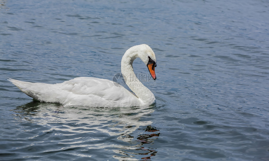 湖中华丽的白天鹅晴天脖子幼兽阳光婴儿保护池塘兄弟姐妹后代水禽图片