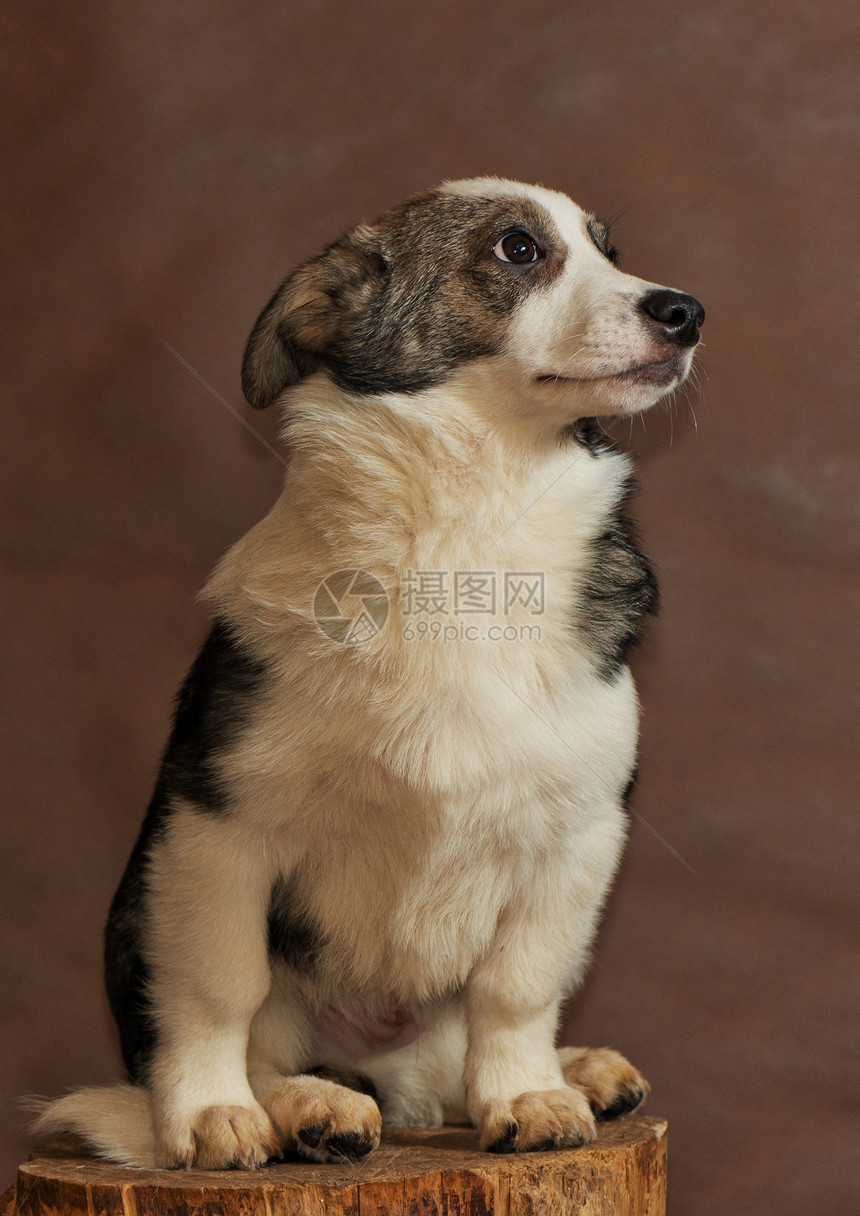 人扔的流浪狗避难所宠物朋友庇护所笨蛋中性动物性格猎犬忠诚图片