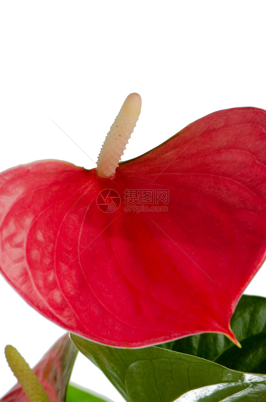美丽的Anthedesia植物群陶器红色生长房子植物黏土环境花园白色图片