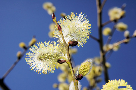 ccatkins 宏背景图片