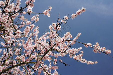 鲜花杏树树枝杏花分支机构树木植物群杏仁粉色背景图片
