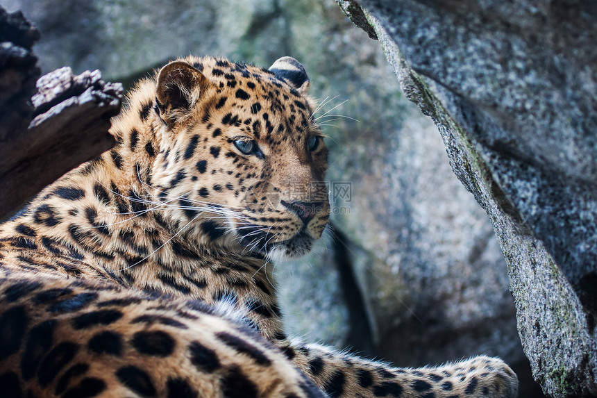 阿穆尔豹 躺在岩石上俘虏物种动物大猫野猫豹属捕食者斑点猫科野生动物图片