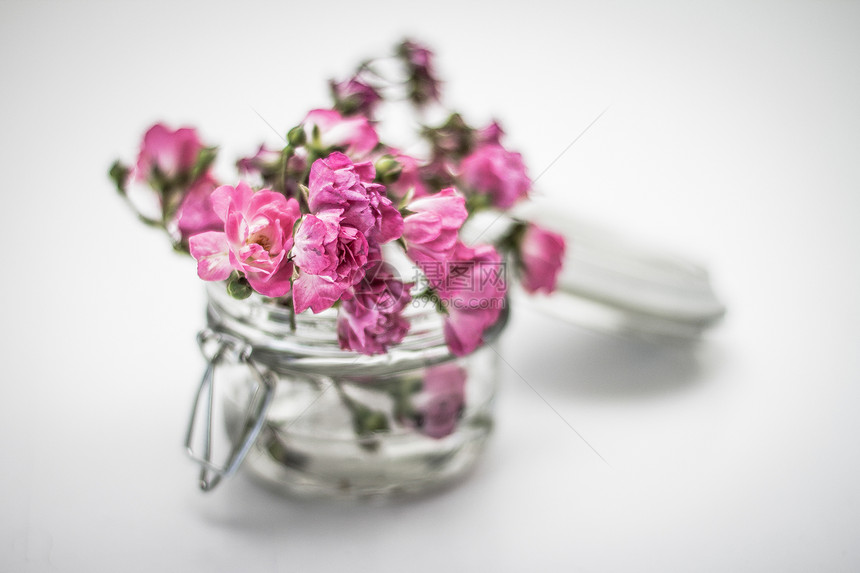 粉花花玫瑰花朵粉色荒野白色静物玻璃图片