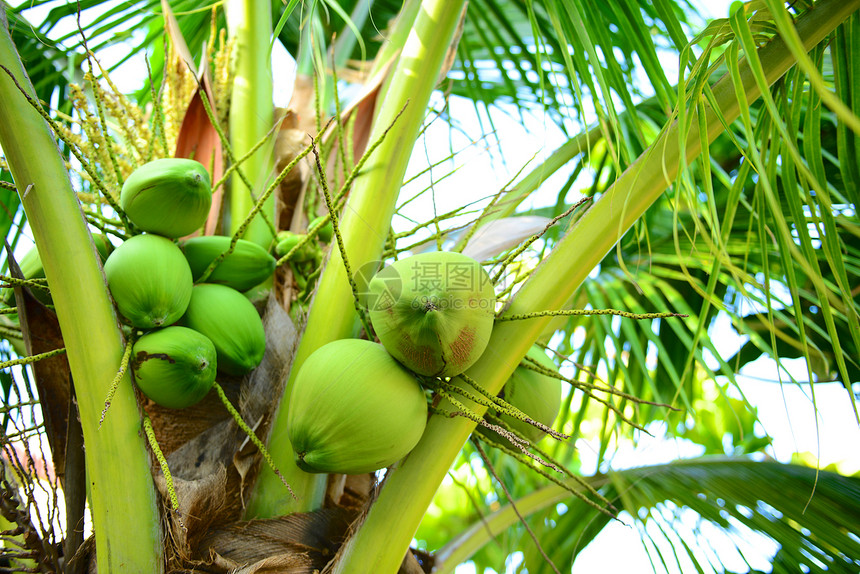 椰子食物绿色树干热带水果植物气候叶子坚果图片