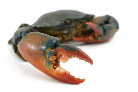 白上孤立的螃蟹动物甲壳食物贝类影棚健康饮食海鲜高清图片