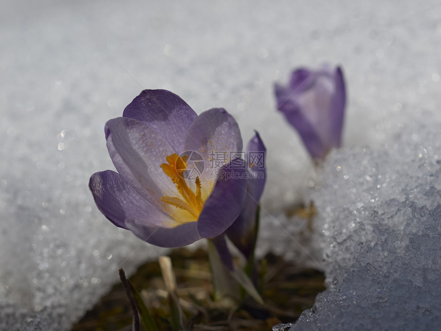 雪中花朵花瓣白色紫色叶子绿色雪花植物草地植物群花园图片