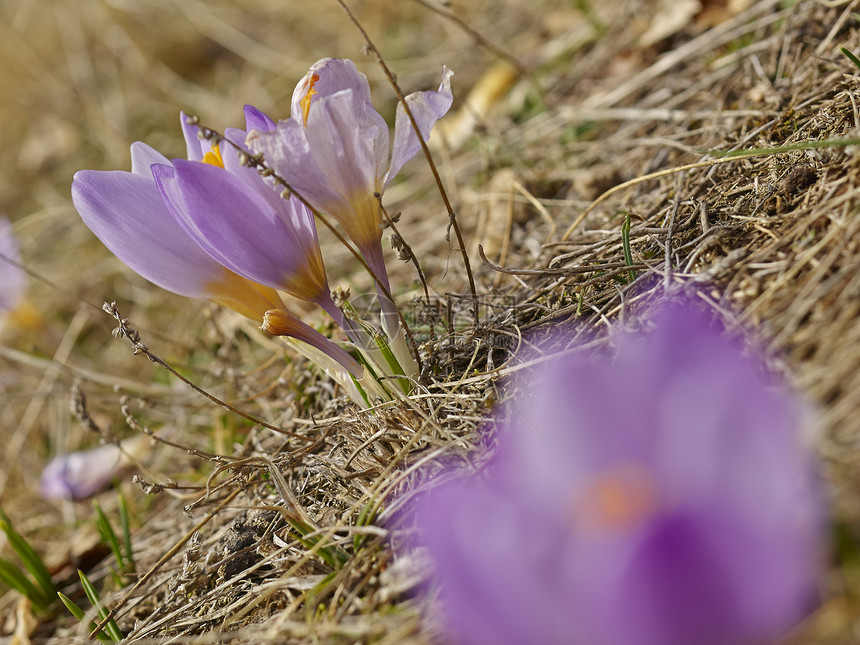 番红花花花园草地白色绿色雪花紫色季节花瓣植物叶子图片