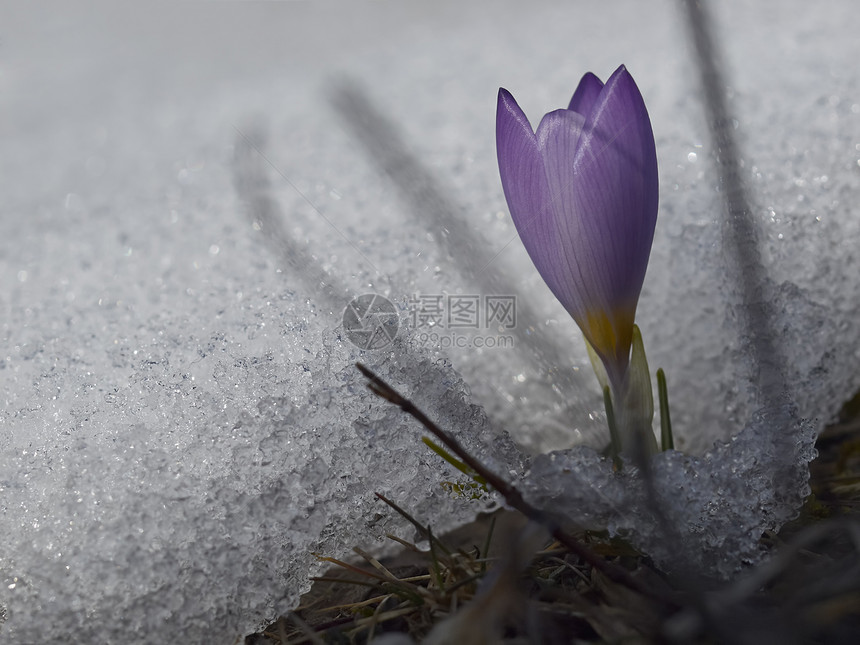 雪中花朵花瓣紫色植物草地绿色雪花叶子植物群白色季节图片